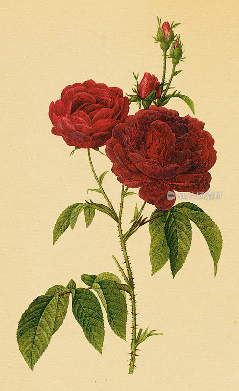 主教玫瑰|古董花卉插图